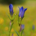 Hořec hořepník (Gentiana pneumonanthe)
