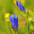 Hořec hořepník (Gentiana pneumonanthe)