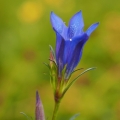Hořec hořepník (Gentiana pneumonanthe)