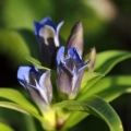 Hořec křížatý (Gentiana cruciata)