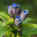 Hořec křížatý (Gentiana cruciata)