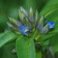 Hořec křížatý (Gentiana cruciata)