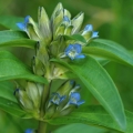 Hořec křížatý (Gentiana cruciata)