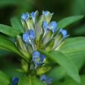 Hořec křížatý (Gentiana cruciata)
