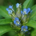Hořec křížatý (Gentiana cruciata)