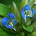 Hořec křížatý (Gentiana cruciata)