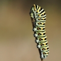 Housenka - Otakárek fenyklový (Papilio...