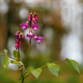 Hrachor jarní (Lathyrus vernus)