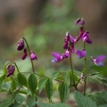 Hrachor jarní (Lathyrus vernus)
