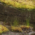 Hrotnosemenka bílá (Rhynchospora alba)