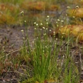 Hrotnosemenka bílá (Rhynchospora alba)