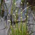 Hrotnosemenka bílá (Rhynchospora alba)