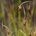 Hrotnosemenka hnědá (Rhynchospora fusca)