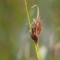 Hrotnosemenka hnědá (Rhynchospora fusca)