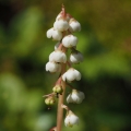 Hruštička menší (Pyrola minor)