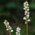 Hruštička menší (Pyrola minor)