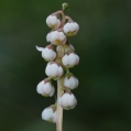 Hruštička menší (Pyrola minor)