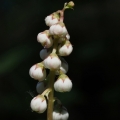 Hruštička menší (Pyrola minor)