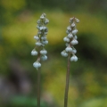 Hruštička menší (Pyrola minor)