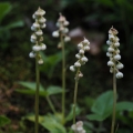 Hruštička menší (Pyrola minor)