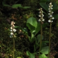 Hruštička menší (Pyrola minor)
