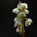 Hruštička zelenokvětá (Pyrola chlorantha)