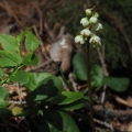 Hruštička zelenokvětá (Pyrola chlorantha)