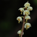 Hruštička zelenokvětá (Pyrola chlorantha)