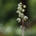 Hruštička zelenokvětá (Pyrola chlorantha)