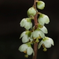 Hruštička zelenokvětá (Pyrola chlorantha)