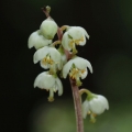 Hruštička zelenokvětá (Pyrola chlorantha)