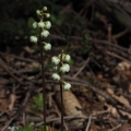 Hruštička zelenokvětá (Pyrola chlorantha)