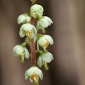 Hruštička zelenokvětá (Pyrola chlorantha)