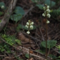 Hruštička zelenokvětá (Pyrola chlorantha)