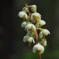 Hruštička zelenokvětá (Pyrola chlorantha)