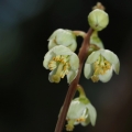 Hruštička zelenokvětá (Pyrola chlorantha)