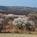 Hustopečské mandloně