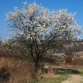 Hustopečské mandloně