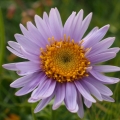 Hvězdnice alpská (Aster alpinus)