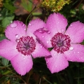 Hvozdík alpínský (Dianthus alpinus)