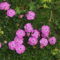 Hvozdík alpínský (Dianthus alpinus)