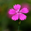 Hvozdík kropenatý (Dianthus deltoides)