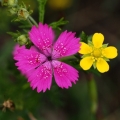 Hvozdík kropenatý (Dianthus deltoides)