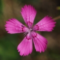 Hvozdík kropenatý (Dianthus deltoides)
