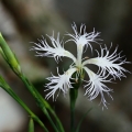 Hvozdík pyšný (Dianthus superbus)