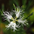 Hvozdík pyšný (Dianthus superbus)