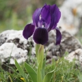 Iris bicapitata - Kosatec