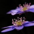 Jaterník podléška (Hepatica nobilis)