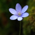 Jaterník podléška (Hepatica nobilis)