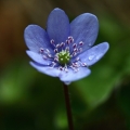 Jaterník podléška (Hepatica nobilis)